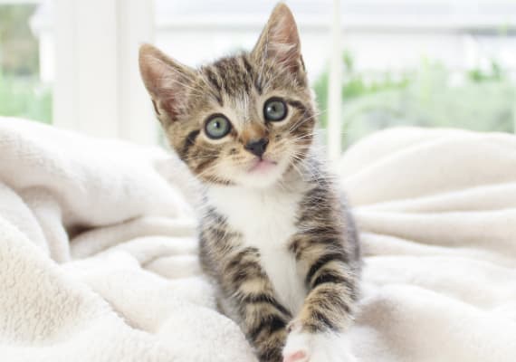 brown-and-white-cat-looking-front