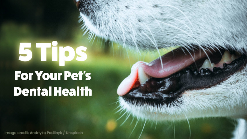 Close-up of a dog's mouth with text overlay: "5 Tips For Your Pet's Dental Health." Image credit: Andriyko Podilnyk / Unsplash.