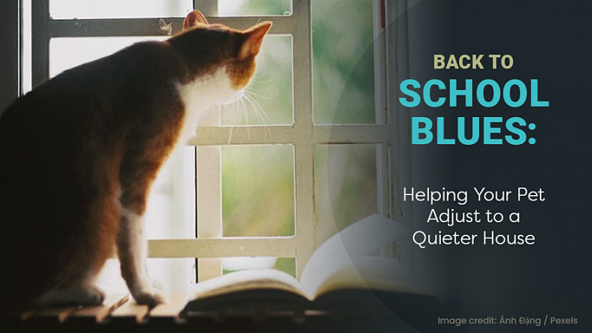 A cat sits on a windowsill, gazing outside next to an open book. Text reads: "Back to School Blues: Helping Your Pet Adjust to a Quieter House.