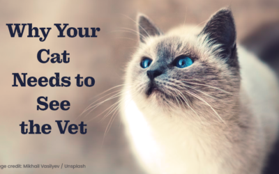 Why Your Cat Needs to See the Vet