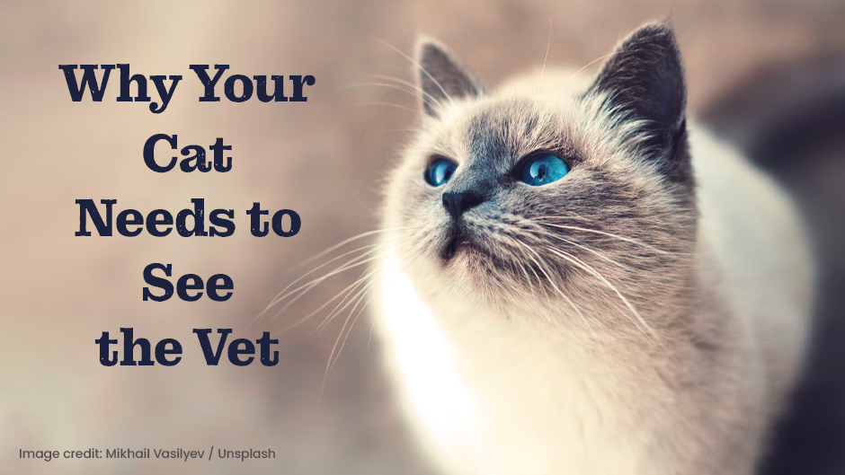 A cat with blue eyes looks into the distance. The text "Why Your Cat Needs to See the Vet" is displayed next to the cat. Image credit: Mikhail Vasilyev / Unsplash.