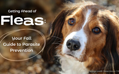 Getting Ahead of Fleas: Your Fall Guide to Parasite Prevention