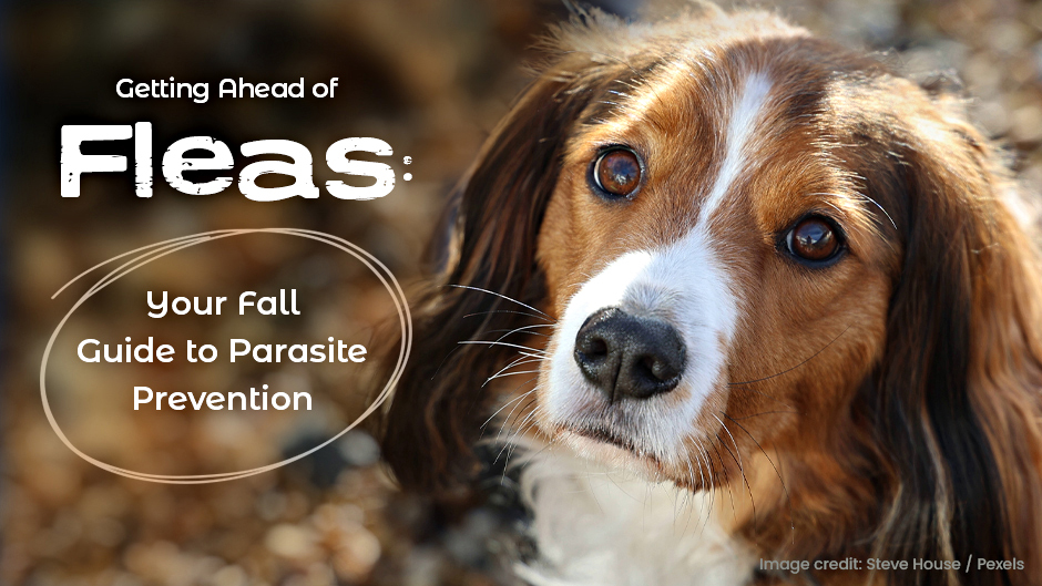 Close-up of a dog with a caption that says, "Getting Ahead of Fleas: Your Fall Guide to Parasite Prevention." Image credit given to Steve House from Pexels.