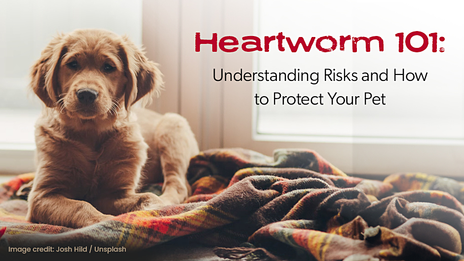 A dog sits on a blanket with the text "Heartworm 101: Understanding Risks and How to Protect Your Pet" displayed next to it. Image credit: Josh Hild / Unsplash.