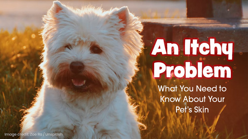 A fluffy white dog sits in a grassy area next to text that reads "An Itchy Problem: What You Need to Know About Your Pet's Skin.