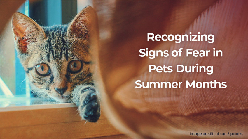 A cat peering out from behind a curtain next to a window. The text reads, "Recognizing Signs of Fear in Pets During Summer Months." Image credit: ni san / pexels.