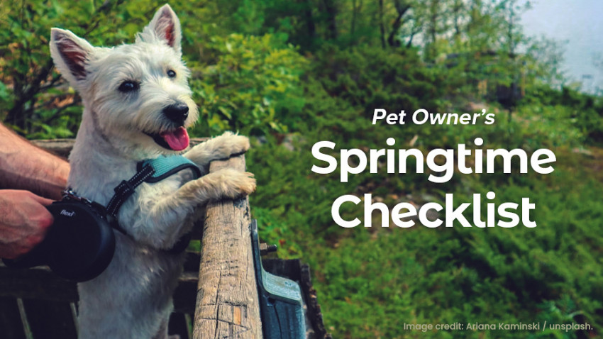 A small white dog on a harness looks over a wooden fence with text that reads "Pet Owner's Springtime Checklist." Background features lush, green foliage. Image credit: Aijana Kaminski / Unsplash.