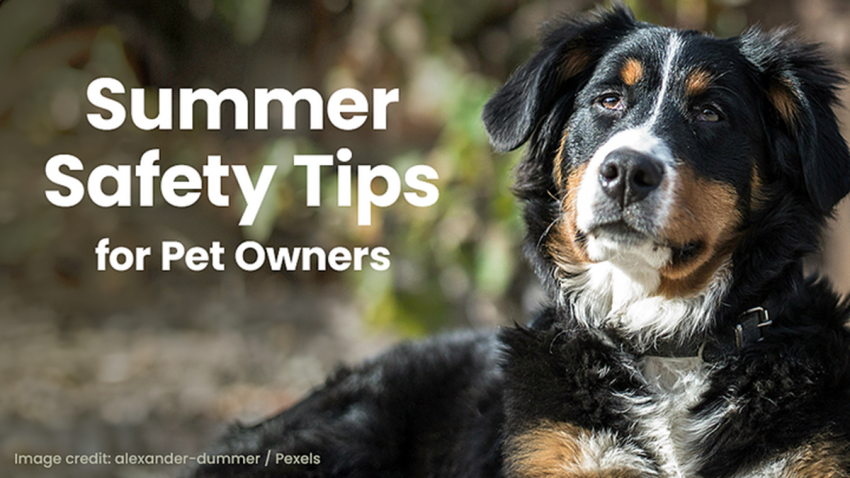 A large dog with black, white, and brown fur is shown outdoors. Text on the image reads "Summer Safety Tips for Pet Owners". Image credit: alexander-dummer / Pexels.