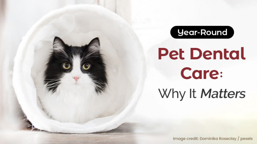 A black and white cat inside a soft white tunnel. Text reads "Year-Round Pet Dental Care: Why It Matters.