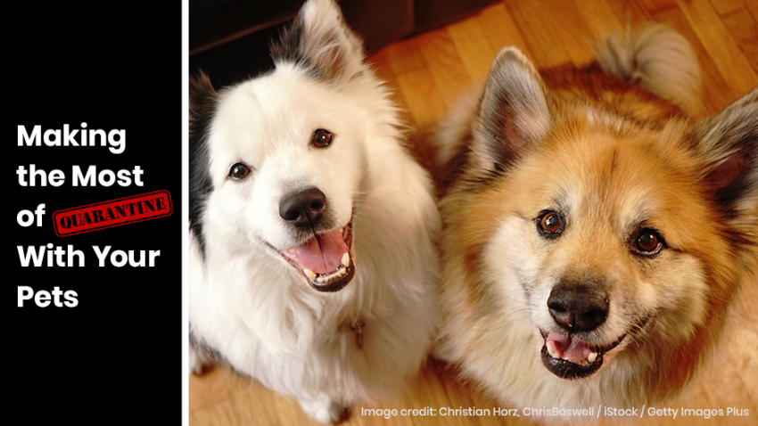 Two happy dogs sitting on a wooden floor, looking up. Text on image reads, "Making the Most of Quarantine With Your Pets." Image credit: Christian Horz, ChrisBoswell / iStock / Getty Images Plus.