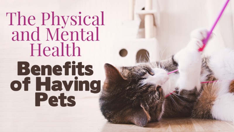 A cat plays with a string. Text overlay reads, "The Physical and Mental Health Benefits of Having Pets.