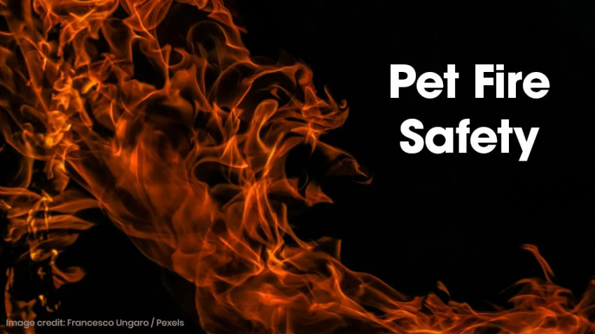 A dynamic background of flames with the text "Pet Fire Safety." Image credit: Francesco Ungaro / Pexels.