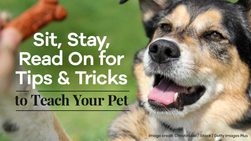 An enthusiastic dog looks up while someone holds a treat, accompanied by text promoting pet training tips and tricks.