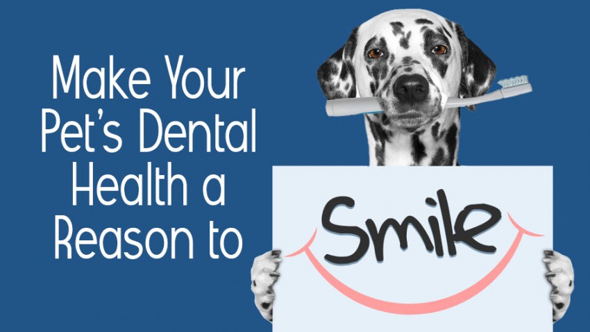 Dalmatian dog holding a sign with the word "Smile" and a toothbrush in its mouth. Text next to the dog reads, "Make Your Pet's Dental Health a Reason to Smile" on a blue background.