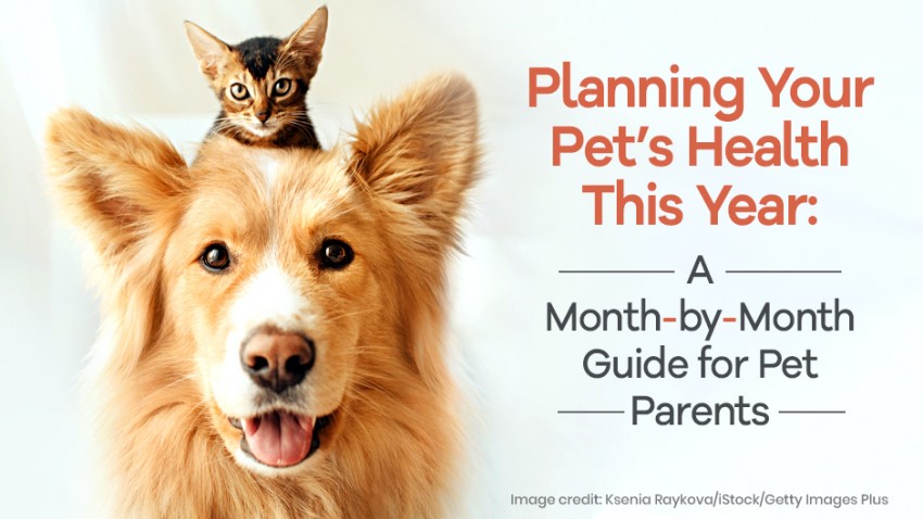 An orange dog with a kitten on its head next to text that reads, "Planning Your Pet’s Health This Year: A Month-by-Month Guide for Pet Parents". Image credit: Ksenia Raykova/Stock/Getty Images Plus.