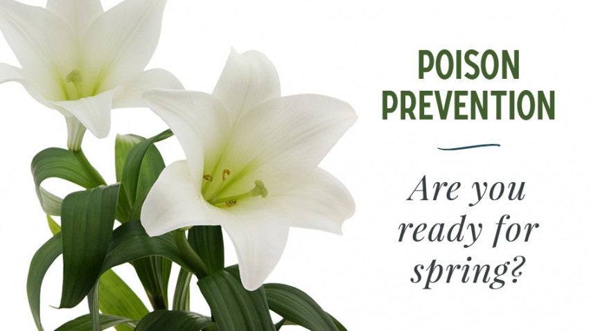 A white lily plant with green leaves on the left. Text on the right reads "Poison Prevention: Are you ready for spring?.