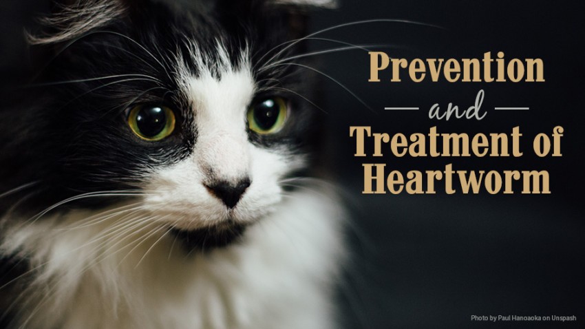 A black and white cat with a focused look is next to text reading "Prevention and Treatment of Heartworm.