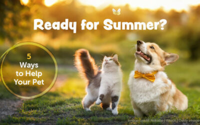 Ready for Summer? 5 Ways to Help Your Pet