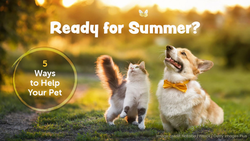 Ready for Summer? 5 Ways to Help Your Pet