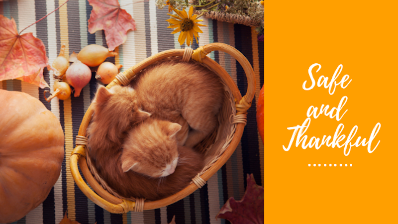 Two kittens sleep in a wicker basket surrounded by autumn leaves, pumpkins, and onions. A yellow section to the right displays the text "Safe and Thankful.