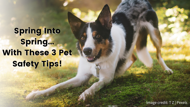 A black, white, and brown dog is in a playful stance on grass with "Spring Into Spring... With These 3 Pet Safety Tips!" text overlay. The background shows a sunlit, green, outdoor area. Image credit: T Z | Pexels.