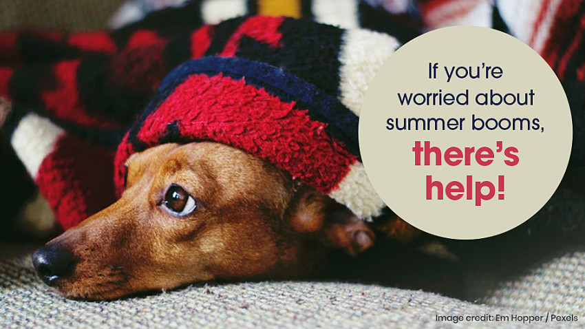 A small dog is partially covered by a red and black blanket, looking up with wide eyes. Text in the image reads, "If you're worried about summer booms, there's help!" Image credit: Em Hopper/Pexels.