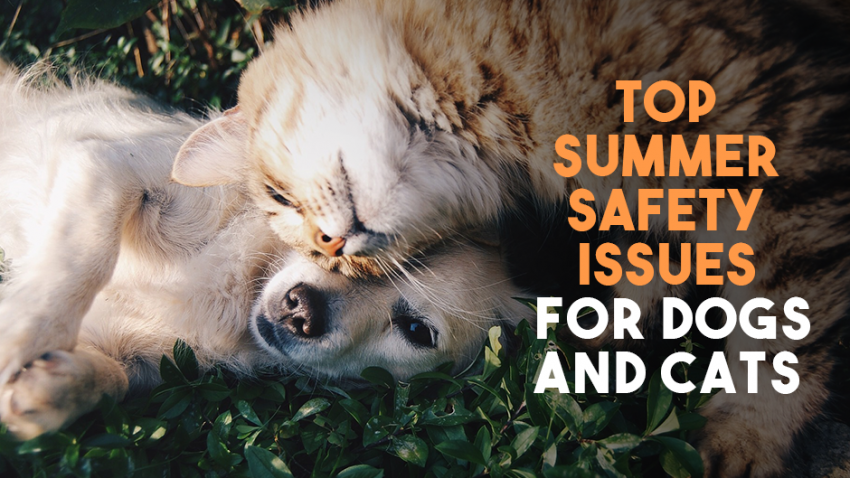 A cat and dog lie close together on grass. Text on the image reads, "Top Summer Safety Issues for Dogs and Cats.