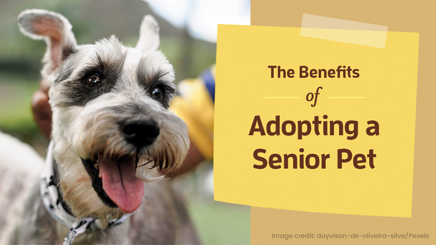 A happy dog with its tongue out next to the text, "The Benefits of Adopting a Senior Pet." Image credit: dayvison-de-oliveira-silva/Pexels.