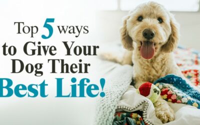 Top 5 Ways to Give Your Dog Their Best Life! (*HINT: Pay Special Attention to #5!)