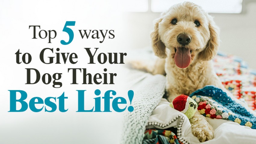 A cheerful dog lies on a bed surrounded by colorful blankets with text reading "Top 5 ways to Give Your Dog Their Best Life!.