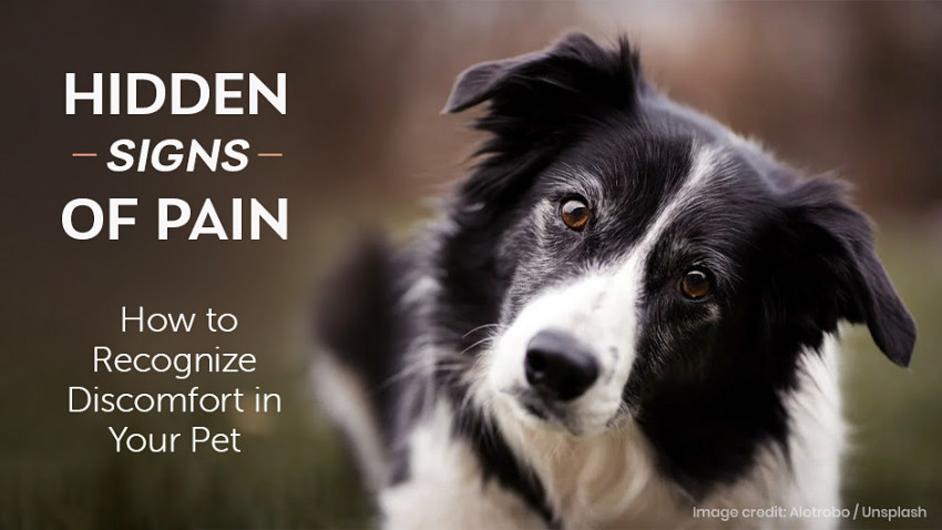 A black and white dog tilts its head, with text reading "Hidden Signs of Pain: How to Recognize Discomfort in Your Pet". Image credit: Alotrobo / Unsplash.