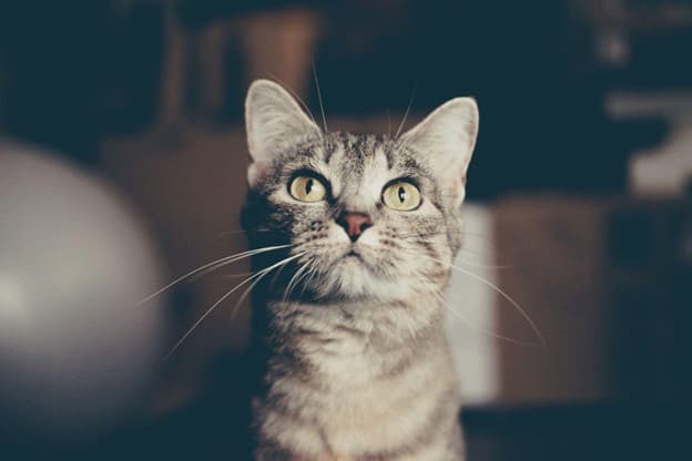 A grey tabby cat with yellow eyes sits indoors, looking slightly upward with an alert expression against a blurred background.