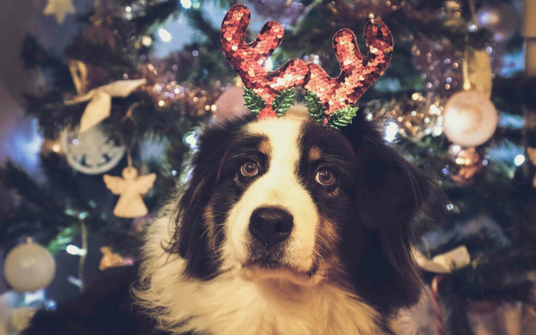 The Busy Holiday Season: Making Time for Your Pets