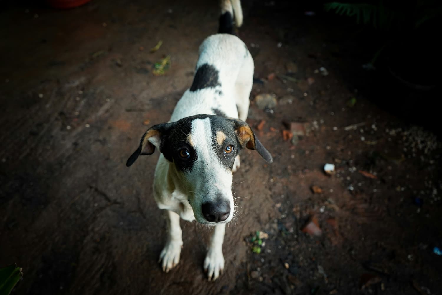 a black and white dog standing on top of a dirt field